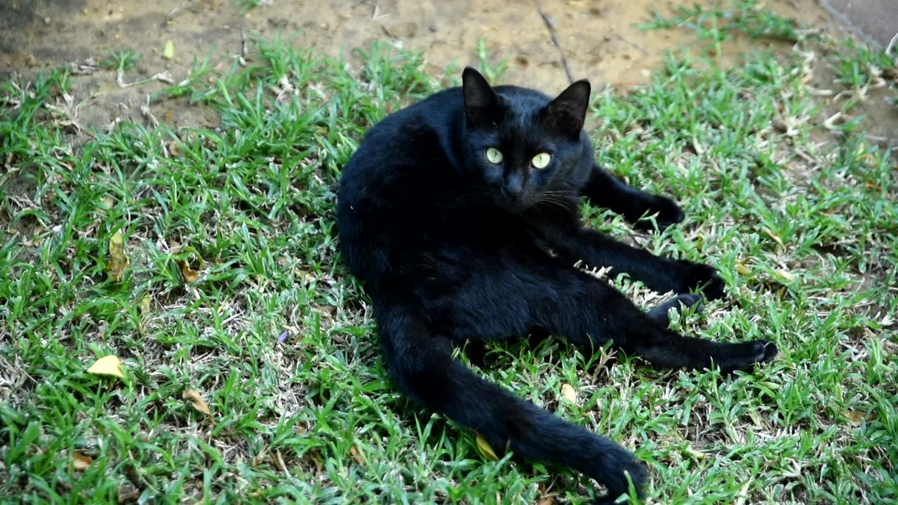Black Cat with Green Eyes Grooming in the Garden Grass – Relaxing Moment