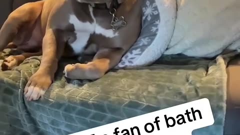 Funny dog moments 5