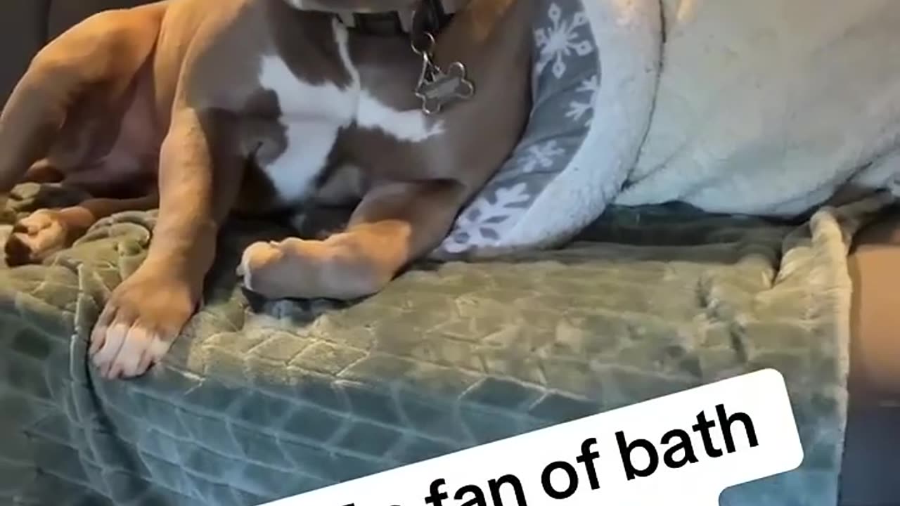 Funny dog moments 5