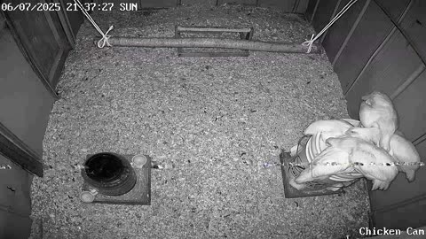 Millar Time Chicken Cam