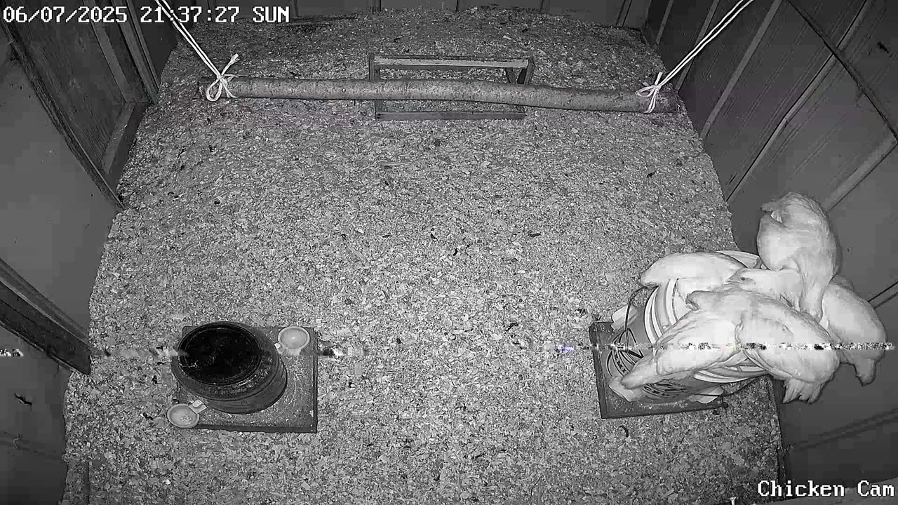 Millar Time Chicken Cam