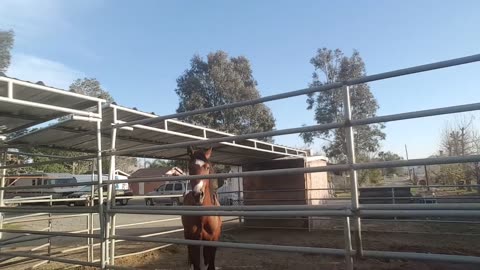 Compa Pebric 2 : Mi Pinche Caballo Es Gay (Feb 3, 2018)