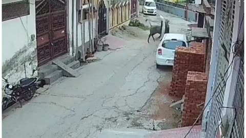 Nilgai Rampage in Bijnor! Farmer Killed, Vehicle Smashed, Wild Chase Ends in Tragic Death