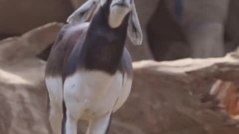 How male antelopes flirt