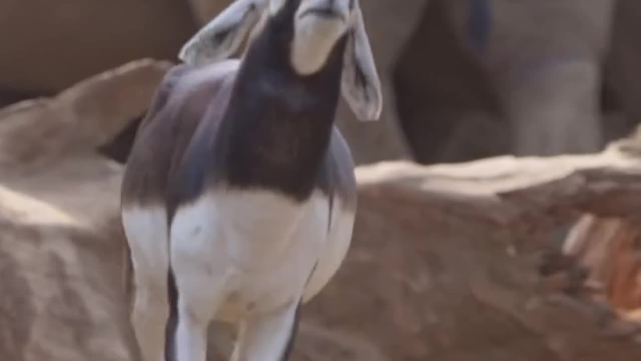 How male antelopes flirt