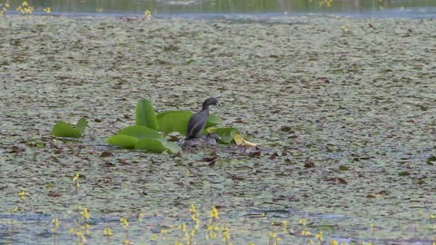 Pied Billed Grebes Nesting