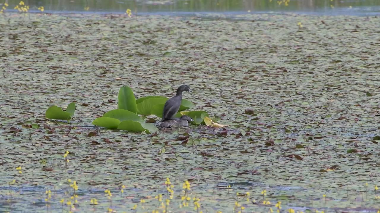 Pied Billed Grebes Nesting