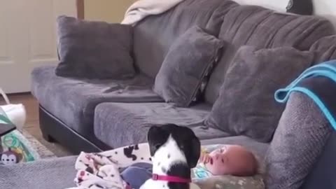When Babies Cry… and Pets React! 🐶👶 Adorable & Funny Moments Compilation