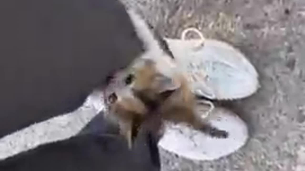 I choose you to be my caretaker 😊