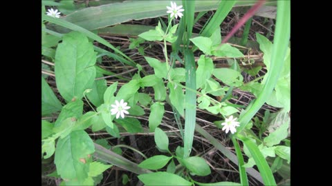 Soothing Chickweed July 2024