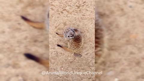 Cute Meerkats | Tenderness in the Wild