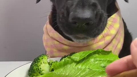Dog eat so cute