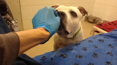 Owen 6y A868927@TRN, from kennel 164 PACC shelter keeps ~2 himself doesn't draw attention20251109360