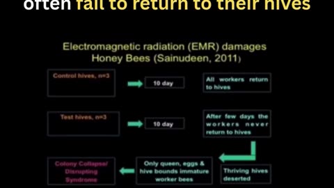 Bees exposed to electromagnetic frequencies from cell phones, Wi-Fi, and 5G often fail to return to their hives