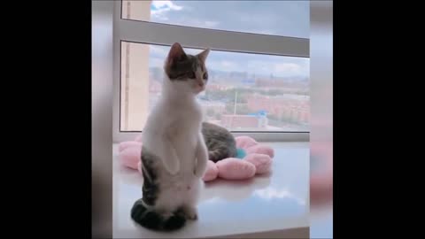 Funny and Goofy Cats