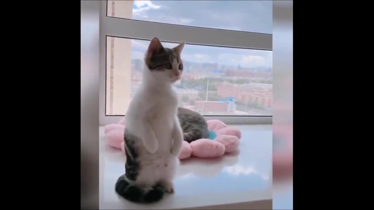 Funny and Goofy Cats