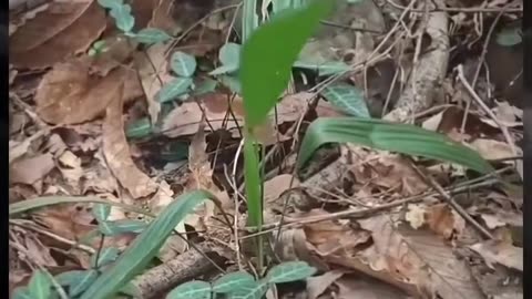 Never seen before