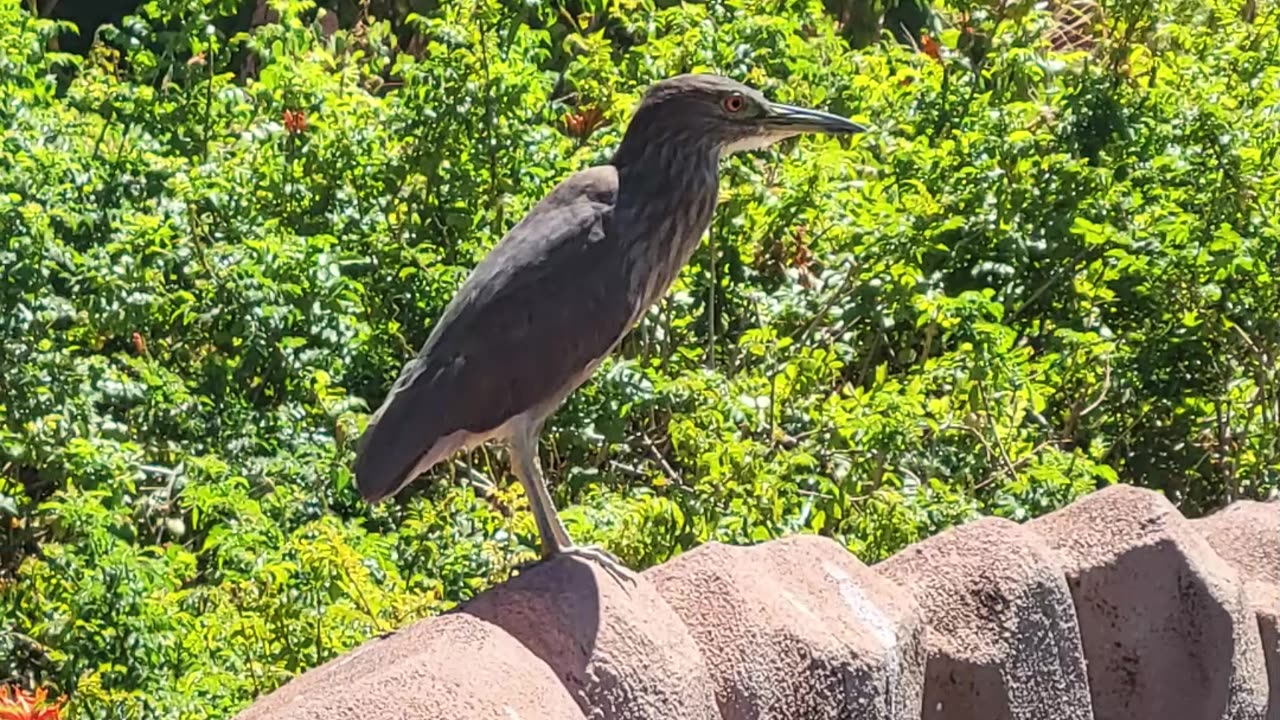 Exploring the Honolulu Zoo Without Limits | Accessible Family Adventures with UGo Mobility