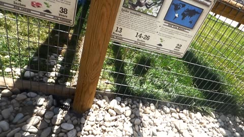 Mowgli comes over to visit my dad