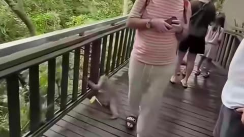 Funny monkey