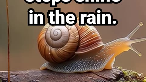 Even the smallest steps shine in the rain #natureambience #stressrelief #motivation