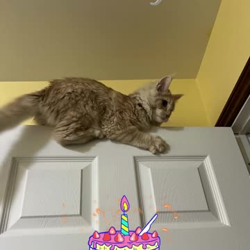 Maine Coon Pasha jumped at the door for his first birthday