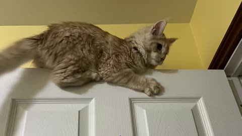 Maine Coon Pasha jumped at the door for his first birthday
