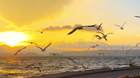 Sunset Seagulls: Golden Hour on the Coastline