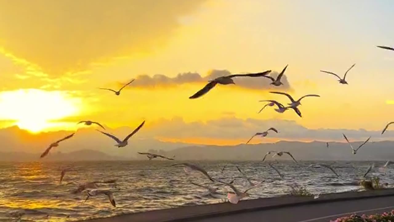 Sunset Seagulls: Golden Hour on the Coastline