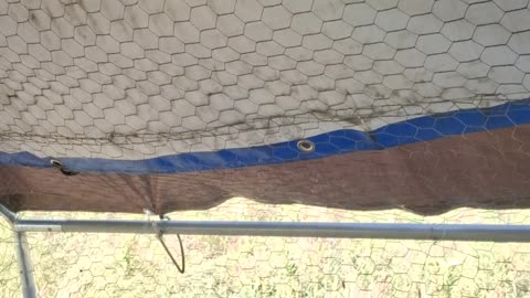 Caught one of the ducks