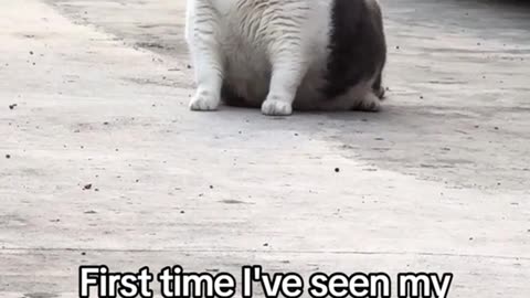 First time I've seen my neighbor's cat in a year