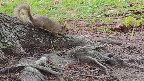 This squirrel chased away the other one