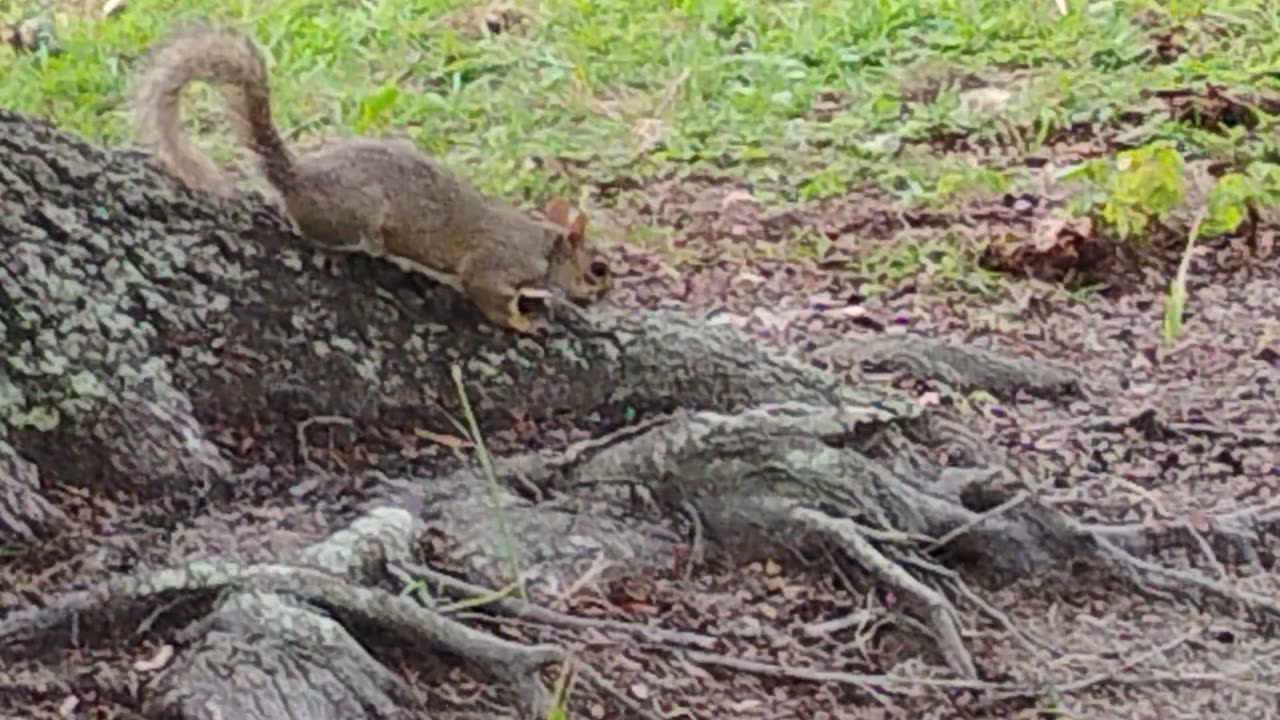 This squirrel chased away the other one