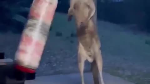 Boxing.