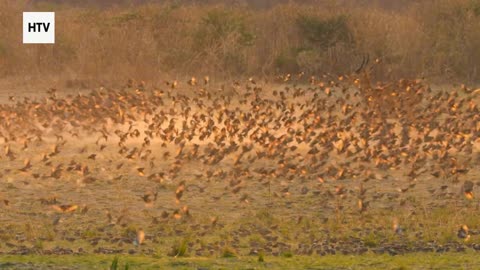 Cheetah & African Wildlife #14 - Amazing Big Cats and Safari Life