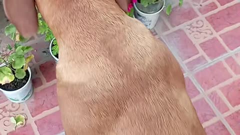 Dana the French Mastiff Plays in Roof Garden!