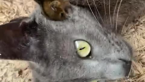 Opossum Baby Clings to Cat's Face