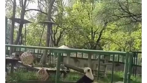 cute pandas
