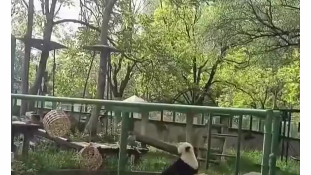 cute pandas