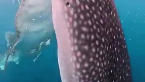 🌊🐳 Whale Sharks Feeding in Warm Waters! | FeedMyCuriosity