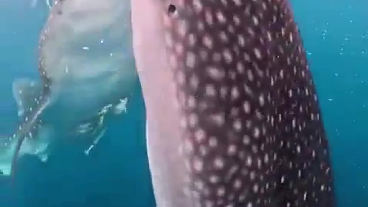 🌊🐳 Whale Sharks Feeding in Warm Waters! | FeedMyCuriosity