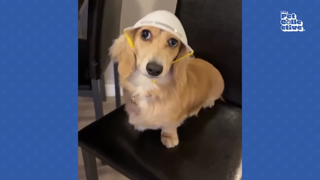 Funniest Animals