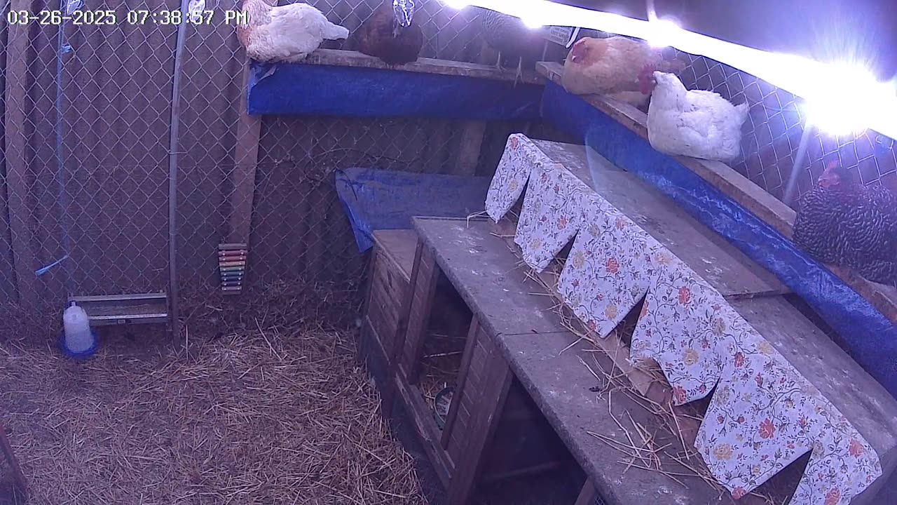 Perch Up And Say Goodnight Cam2