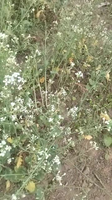 Radish Flowers Blooming | Beauty of a Kitchen Garden