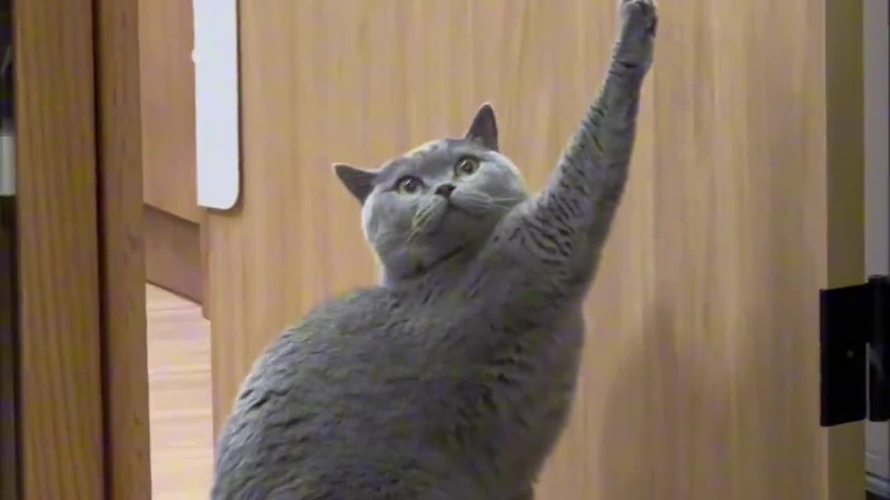 This cat is obviously a martial artist😂