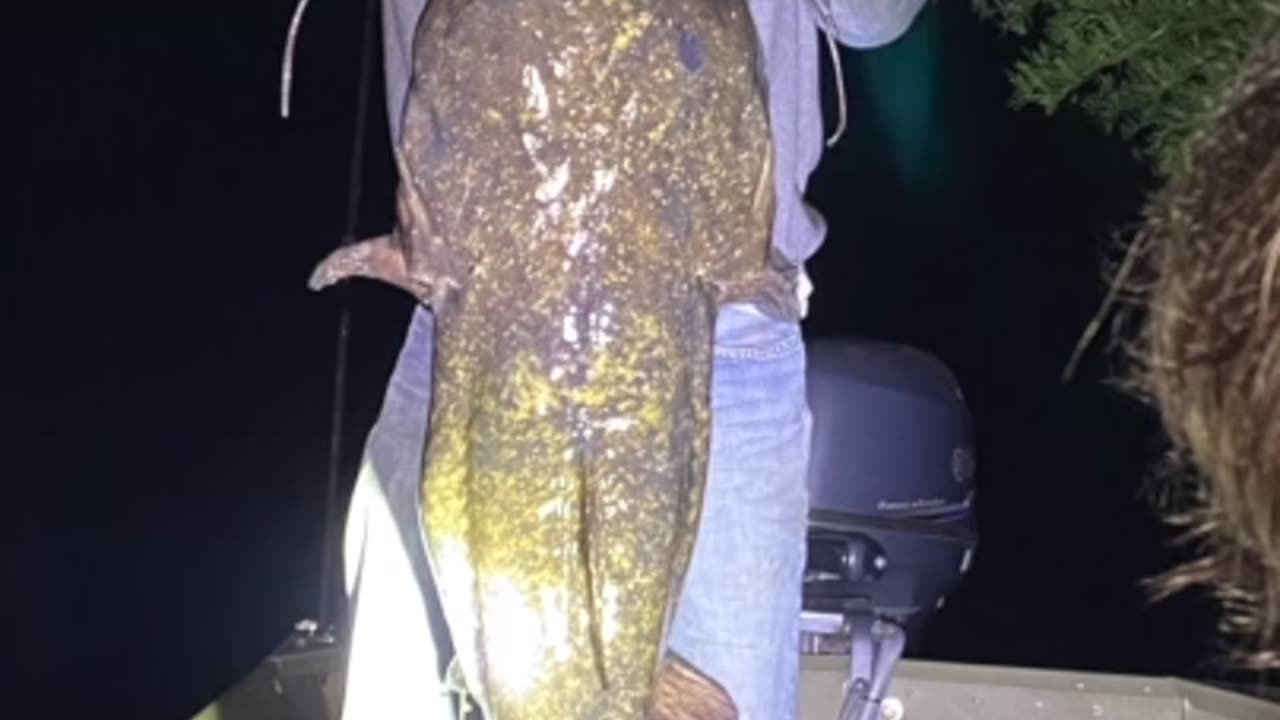 Big Ol' 4,000lb Catfish