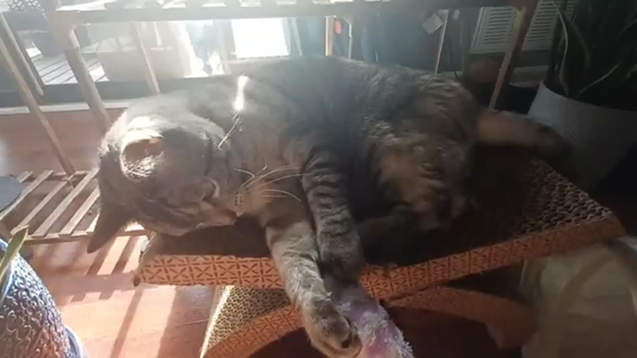 Cat Takes a Sunbath & Turns Every Ray into a Toy!