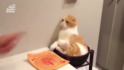 Cute Animals Trying to Be Scary 44