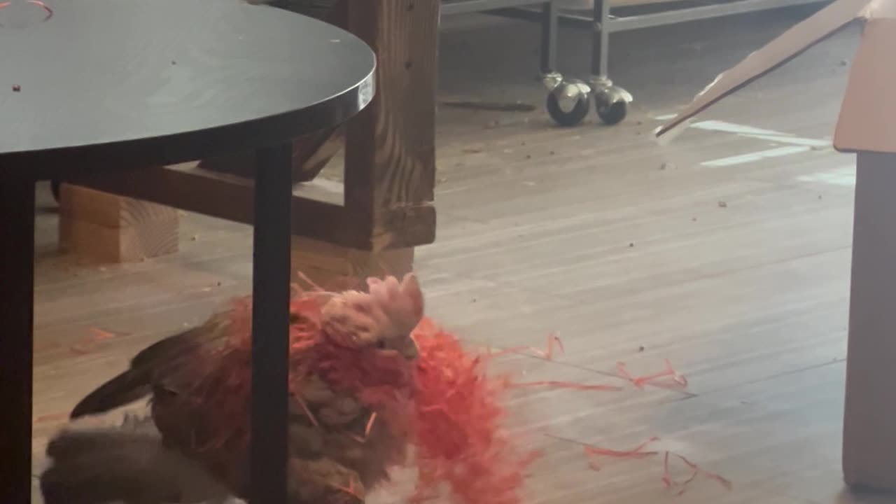 Galah Cockatoo Playing in Easter Grass