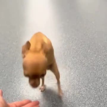 He Doesn't Have Front Paws... But He's Pure Love and Happiness! 🐶❤️